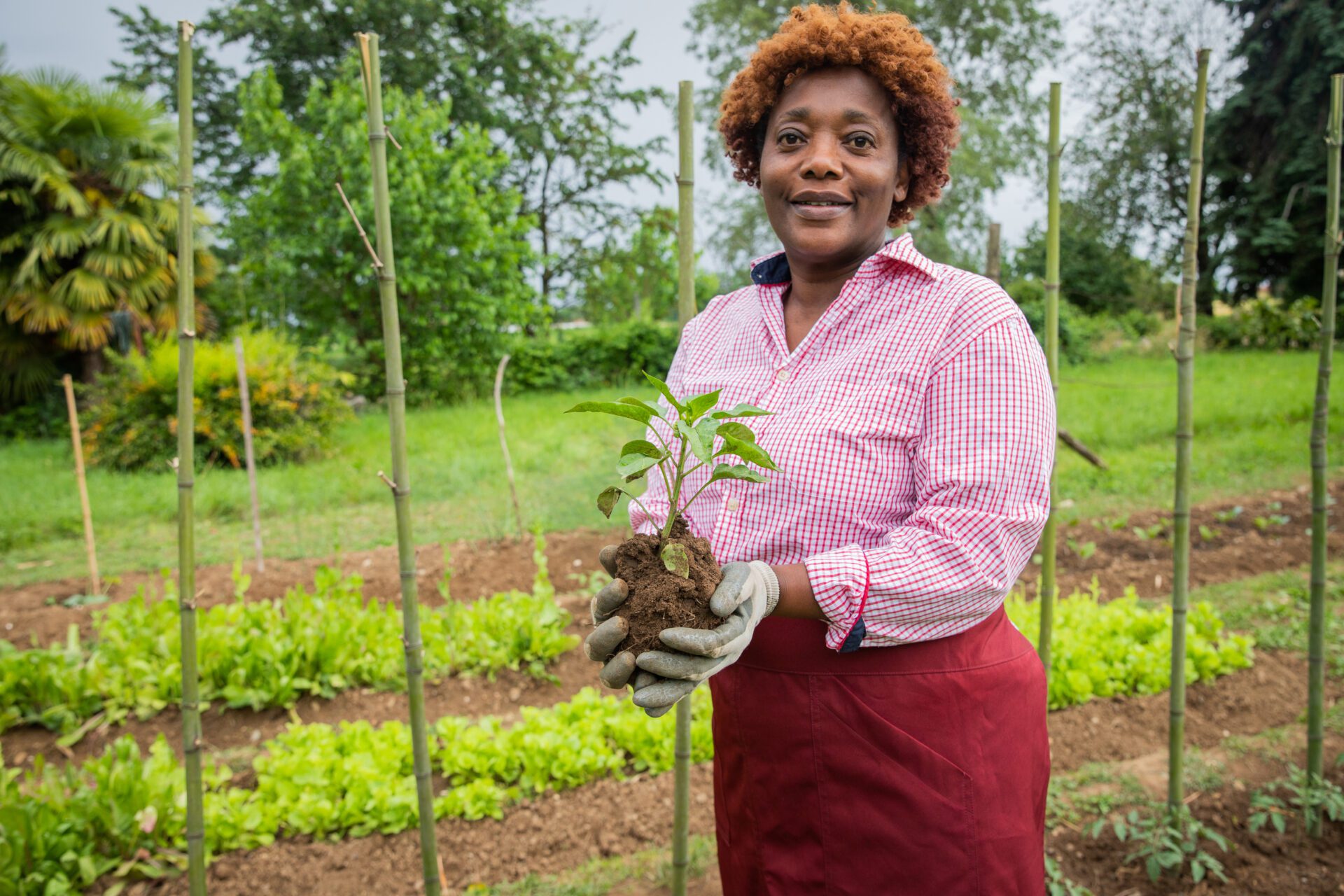 Female farmer holds a tomato plant in her hand ready to be planted, green thumb concept. Female farmer holds a tomato plant in her hand ready to be planted, green thumb concept