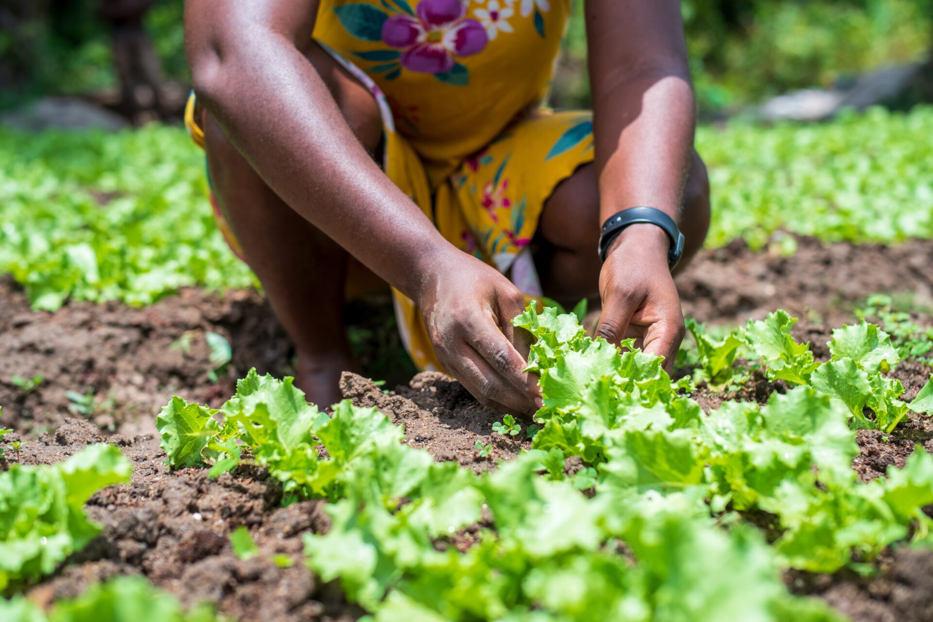 Closeup of hands touching lettuce on the ground